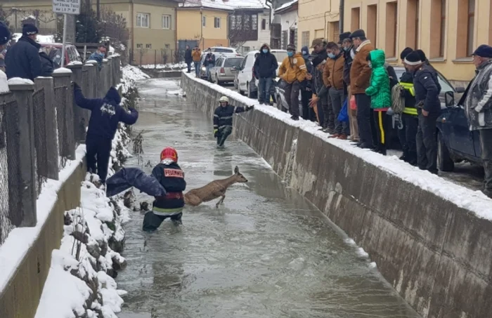 caprioara salvare apuseni