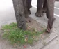 parada elefantilor