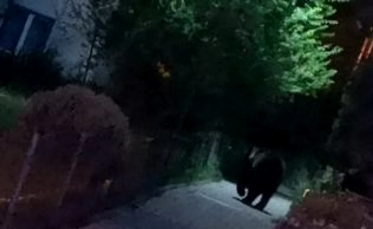 Un urs surprins pe aleile dintre blocurile din Buşteni FOTO IJJ Prahova
