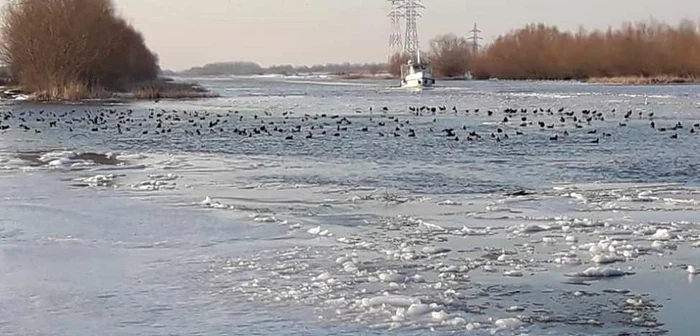 Primele semne de primăvară în Delta Dunării FOTO Victor Conţolescu