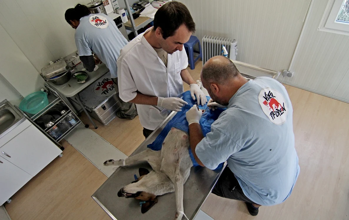 Medicii Vier Pfoten vor steriliza câinii maidanezi de pe străzile Capitalei. FOTO Vier Pfoten