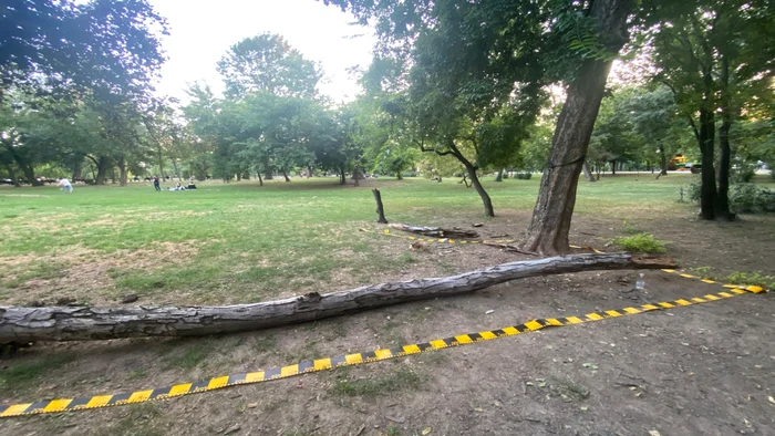 Incident în Cișmigiu Foto: Facebook 