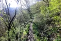 Lacul Cinciș, malul acoperit de pădure  Foto Daniel Guță  ADEVĂRUL (1) jpg