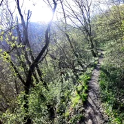 Lacul Cinciș, malul acoperit de pădure  Foto Daniel Guță  ADEVĂRUL (1) jpg
