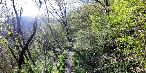 Lacul Cinciș, malul acoperit de pădure  Foto Daniel Guță  ADEVĂRUL (1) jpg