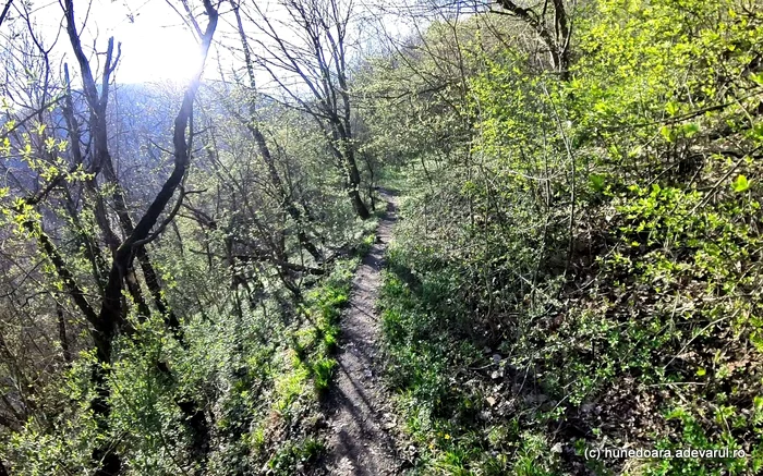 Există vietăți care cresc și în ape, dar și în pădure, care nu mor dacă le tai capul. Foto: Adevărul