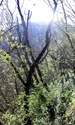 Lacul Cinciș, malul acoperit de pădure  Foto Daniel Guță  ADEVĂRUL (1) jpg