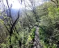 Lacul Cinciș, malul acoperit de pădure  Foto Daniel Guță  ADEVĂRUL (1) jpg