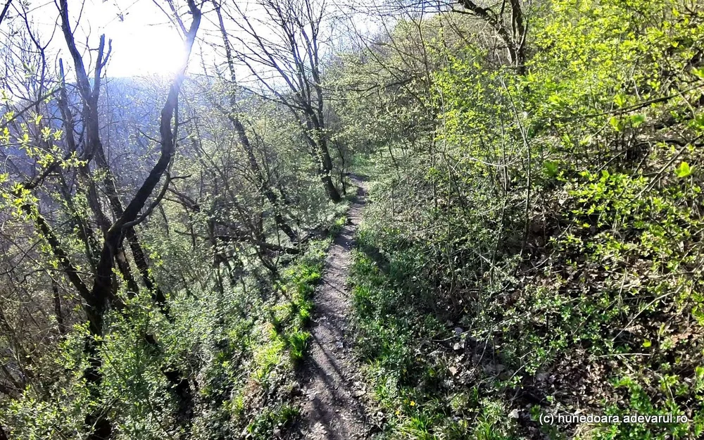 Comisia Europeană: Pădurile și mlaștinile ar putea deveni noua linie de apărare a Europei