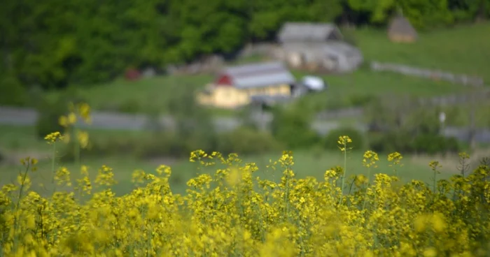 5 iunie este Ziua Mondială a Mediului FOTO Mircea Merticariu