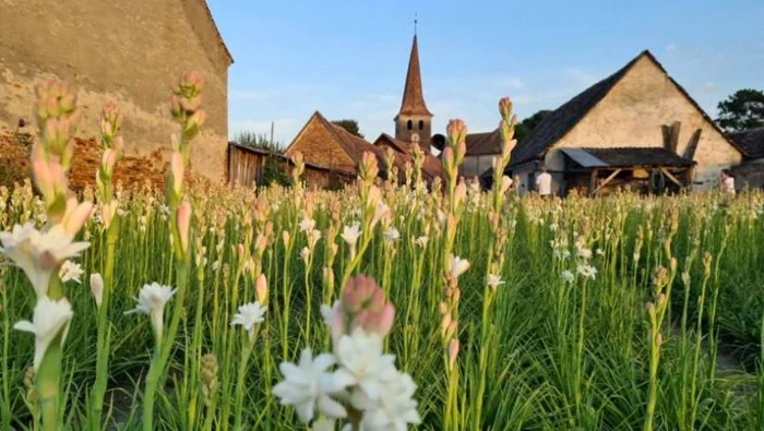 Foto Primarul Hoghilag, Nicu Lazăr