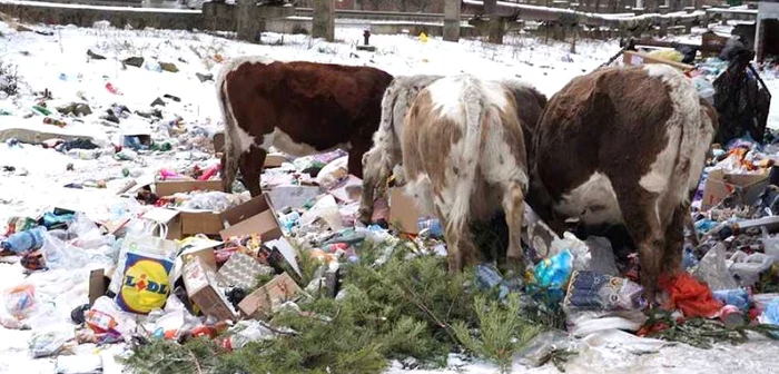 Vacile din Lupeni răvăşesc gunoaiele. FOTO: Dana Maria Zeno.