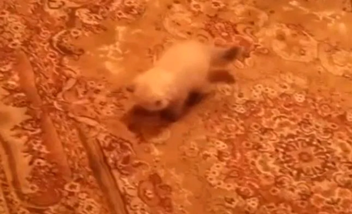 
    Încercările pisicii de a scăpa de umbra ei sunt adorabile  