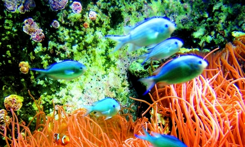 1 47921 original jpg jpeg