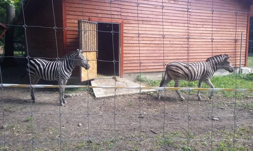 zebre jpeg
