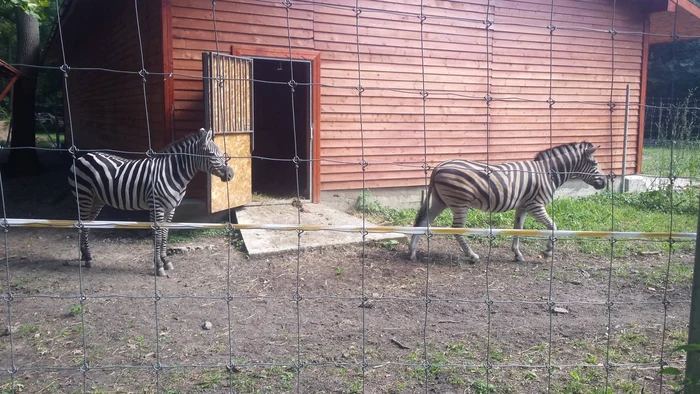 Shakira şi Opilion au fost îndrăgite de toată lumea