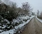 Poienița Voinii Hunedoara  Foto Daniel Guță  ADEVĂRUL (18) jpg