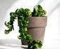 2 hoya carnosa jpg jpeg