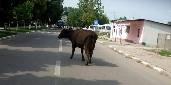 bovina