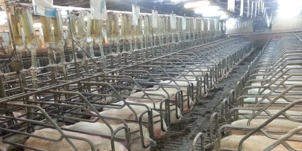 porci