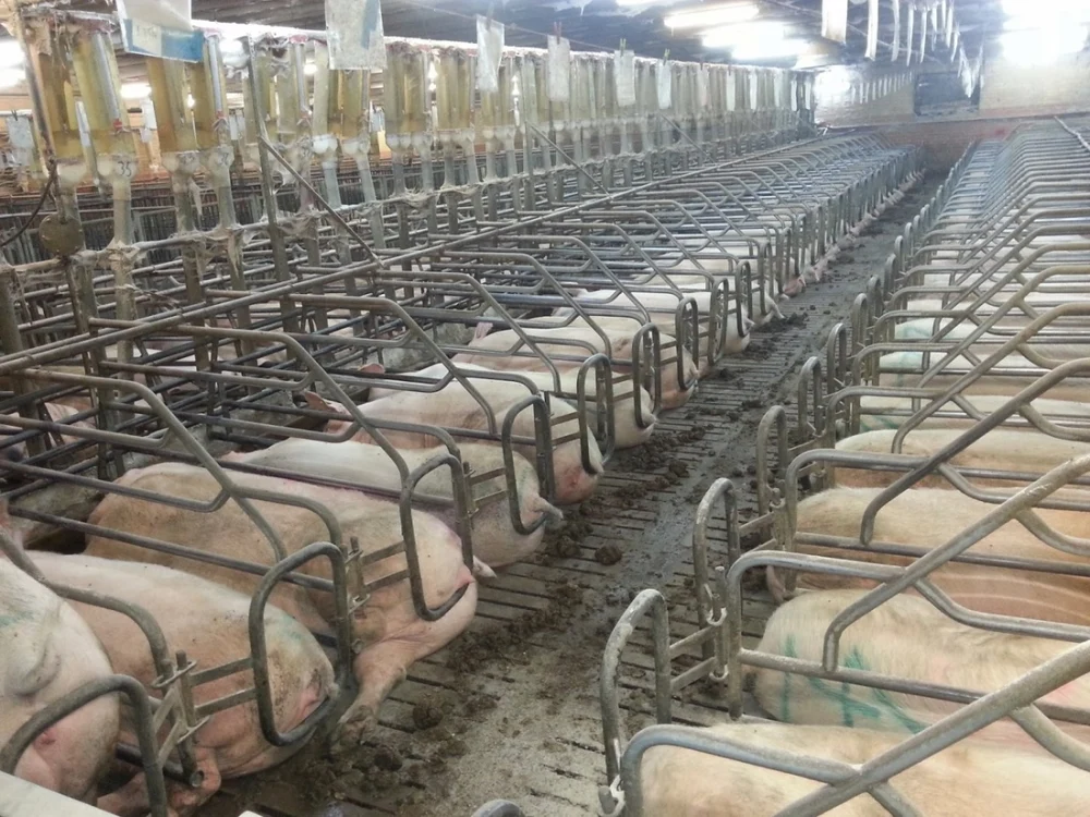 Fermele de porci riscă să fie închise din cauza prețurilor mici cu care se vând carcasele în România