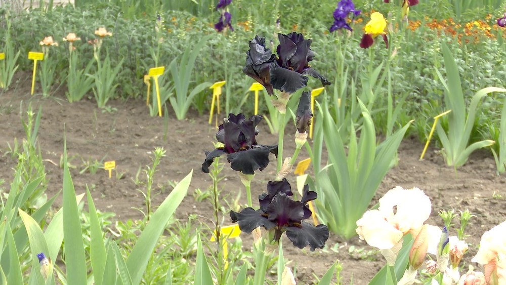 Când vom savura prăjituri îndulcite cu iris. Floarea cu gust special este de câțiva ani în atenția cercetătorilor români