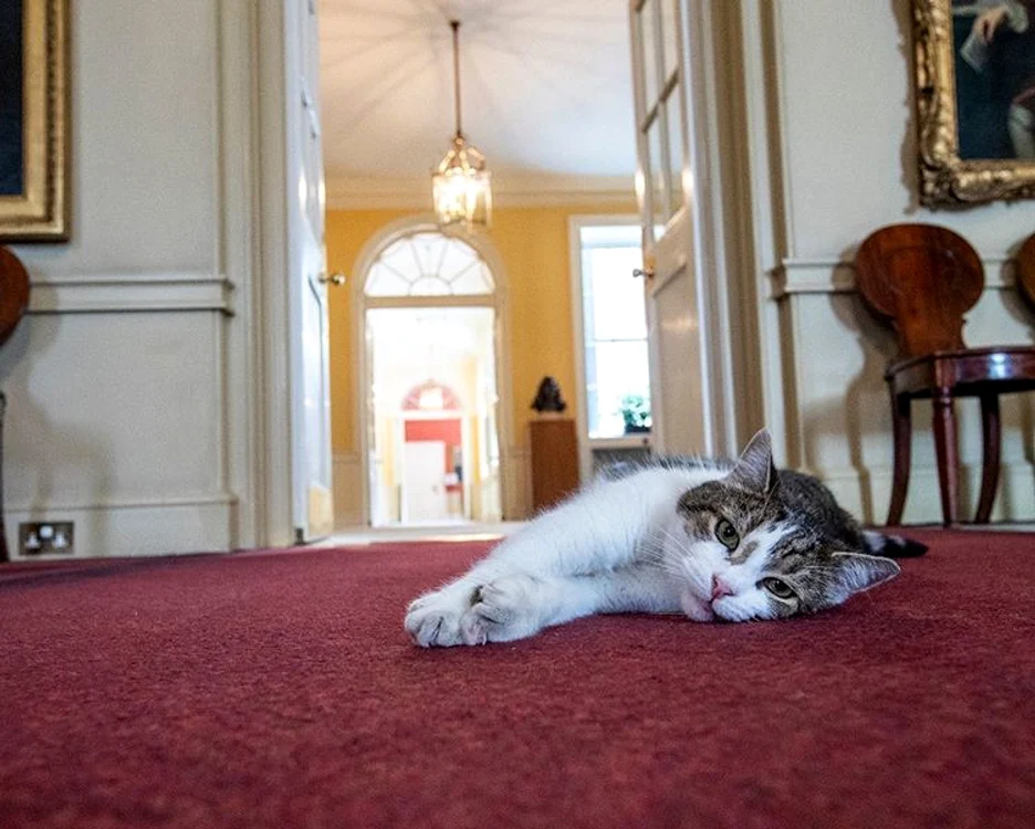4 motanul larry 10 downing st al premierului britanic 4 jpg jpeg