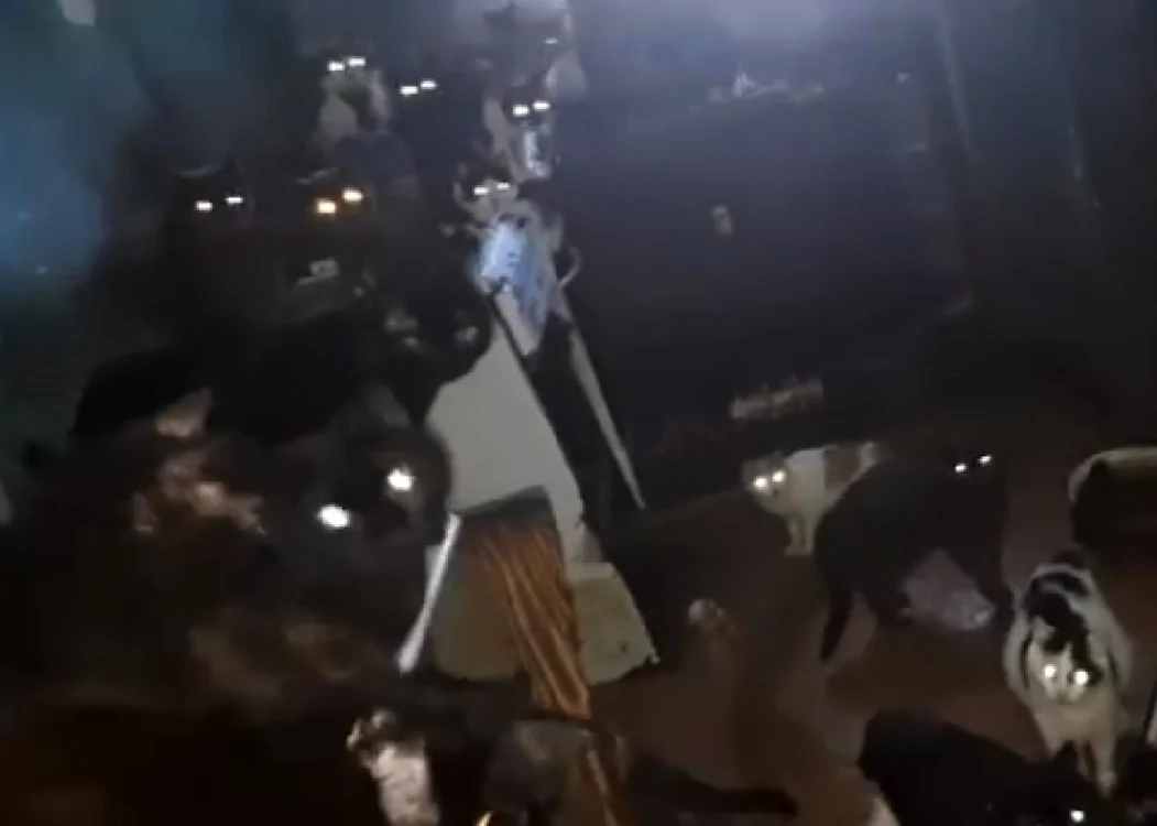 Pisicile erau ţinute pe un întuneric beznă FOTO Captură video