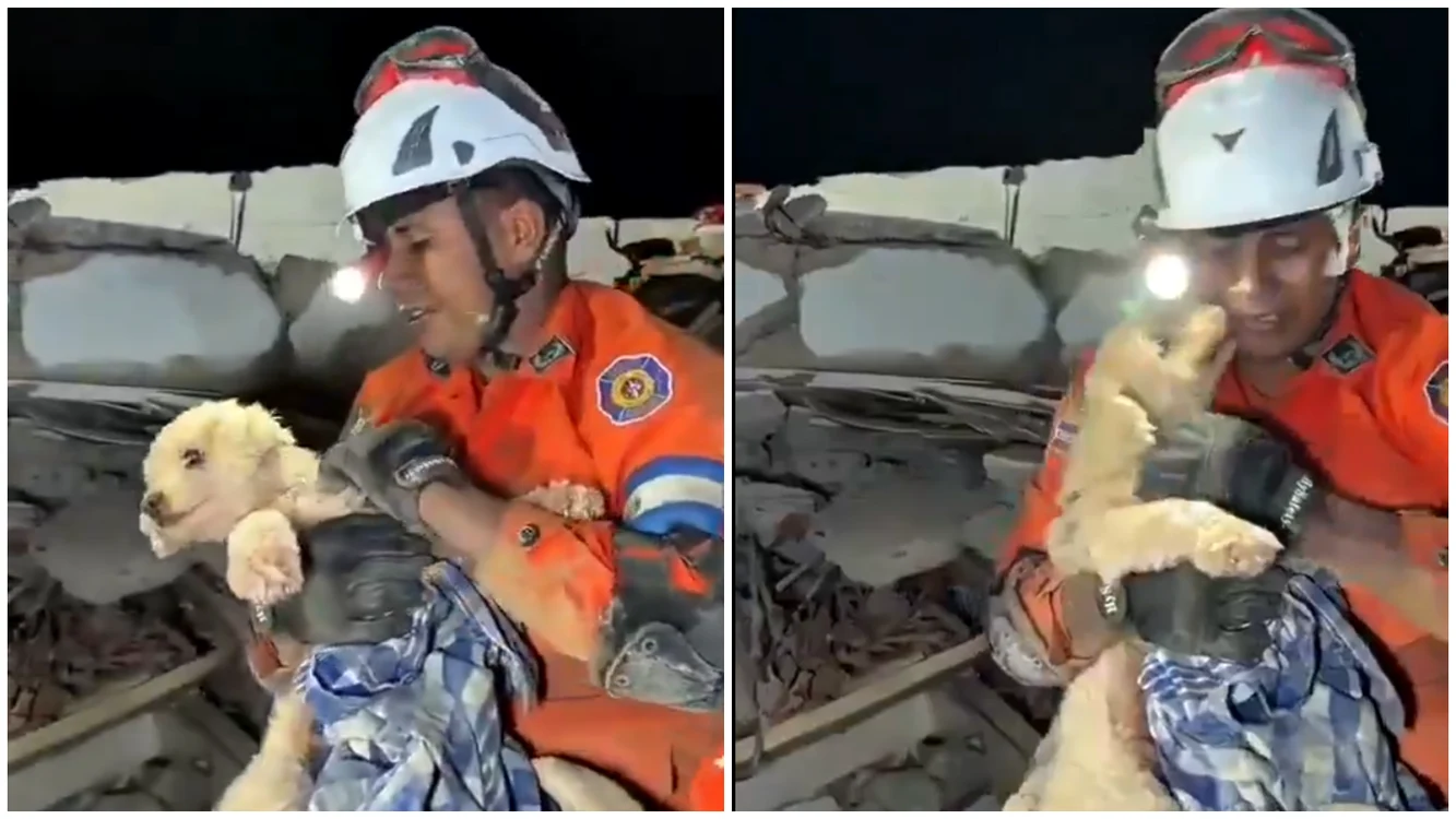 O cățelușă a fost salvată în viață de sub dărâmăturile unui bloc. FOTO: captură video X