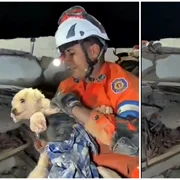 catelusa salvata de sub daramaturi foto captura video X