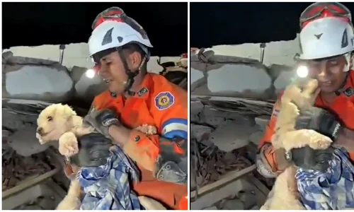 catelusa salvata de sub daramaturi foto captura video X