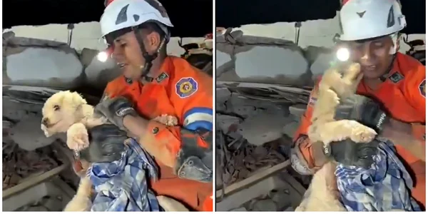catelusa salvata de sub daramaturi foto captura video X