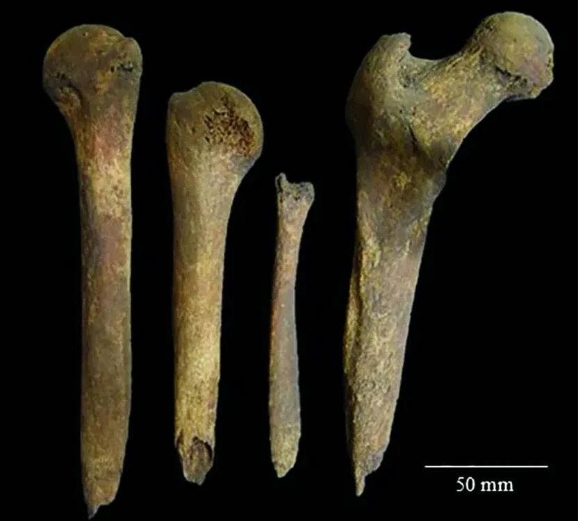 Mai multe oase au fost cioplite (© Castells Navarro et al. / Antiquity Publications Ltd.)
