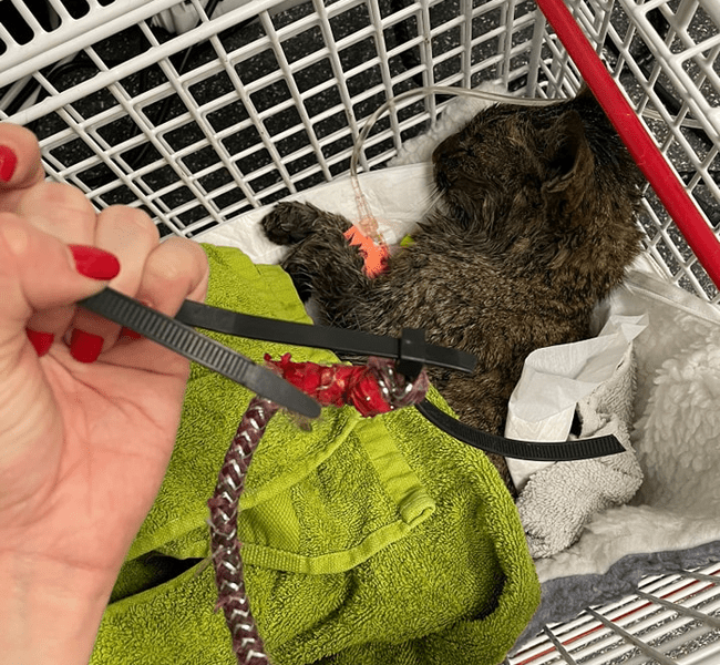 Pisică legată cu frânghia de scutul unei mașini. Șoferul a observat-o abia când a ajuns la spălătorie 