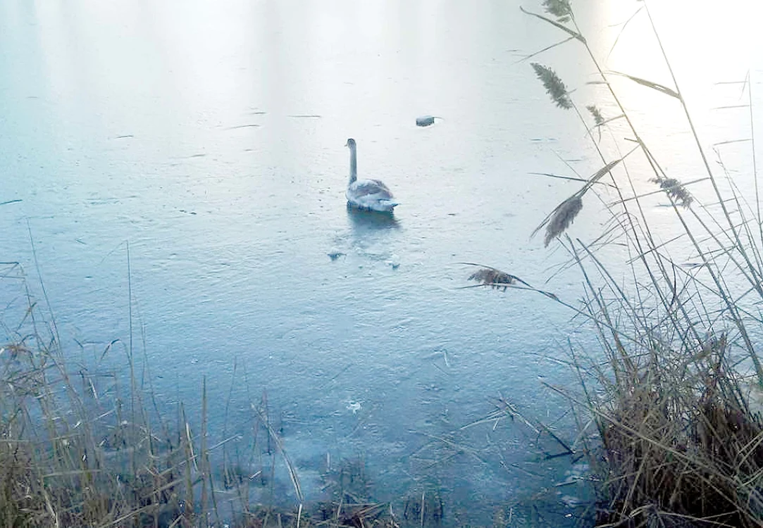FOTOGRAFII: NEPTUN TV