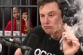 cub elon greta png