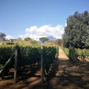 Vigneto Foro Boario jpg