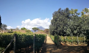 Vigneto Foro Boario jpg