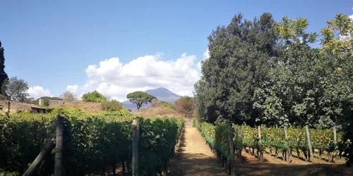 Vigneto Foro Boario jpg