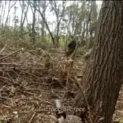 ukr gif