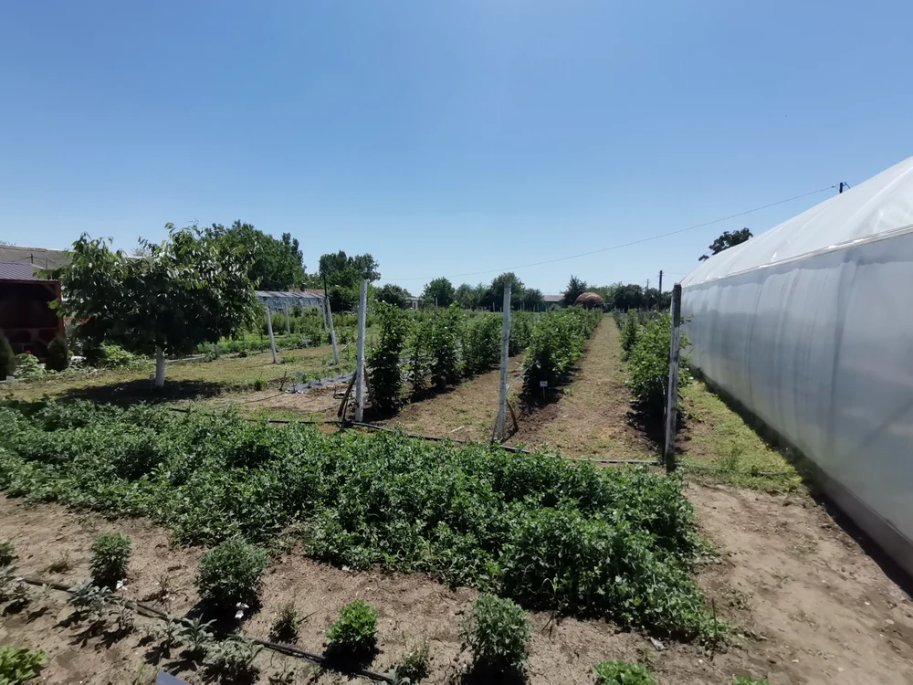 culturi_verzi_gradina_liceu_agricol_braila_foto_alina_mitran