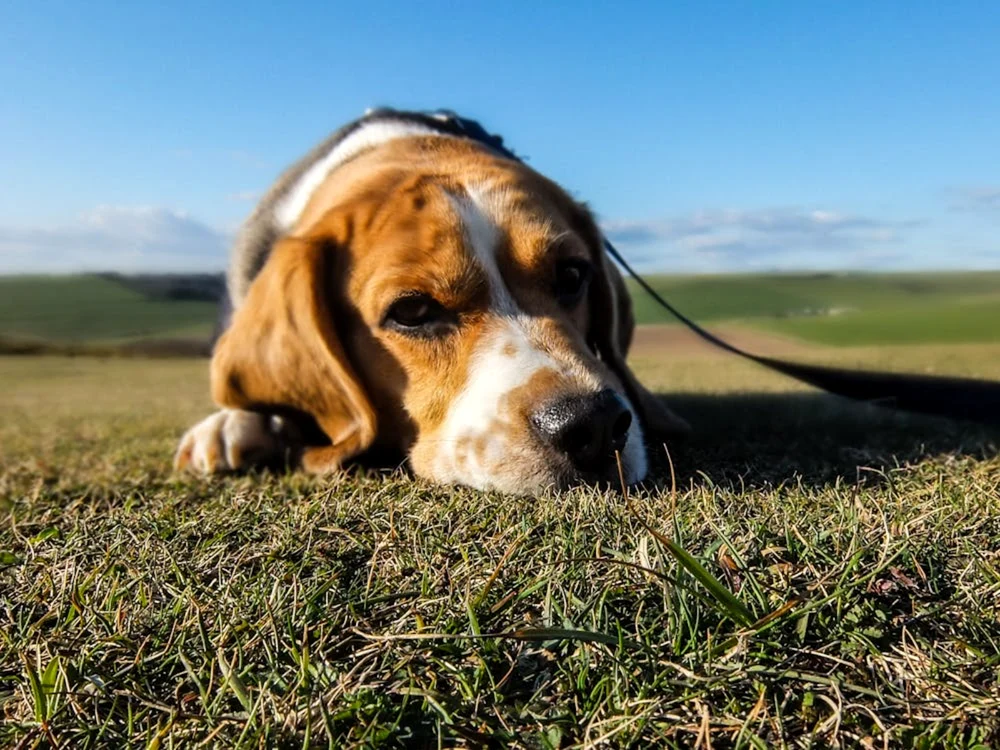Cimitirul va fi dotat cu alei pietonale și alei ocazional carosabile. FOTO: Pexels