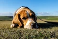 caine beagle foto pexels png