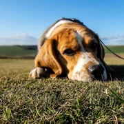 caine beagle foto pexels png