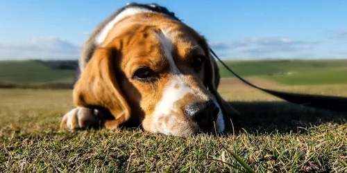 caine beagle foto pexels png