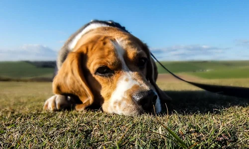 caine beagle foto pexels png