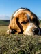 caine beagle foto pexels png