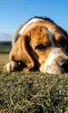 caine beagle foto pexels png