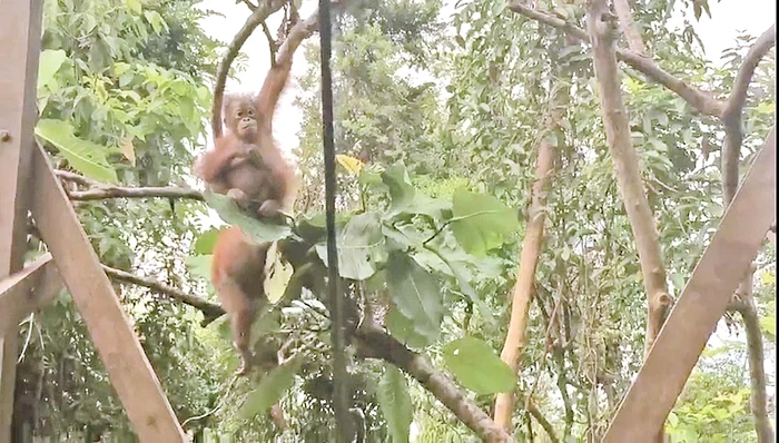 Învaţă să se  urce în copaci