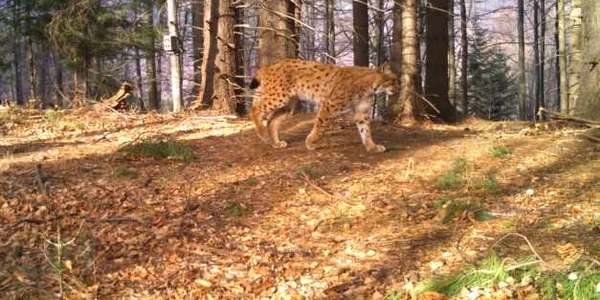 carpathia monitorizare rasi